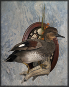 Gadwall